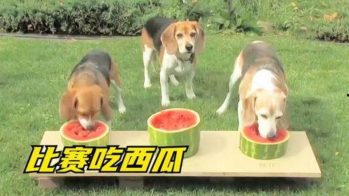 带你吃瓜凶狗视频,惊险一幕!带你直击“带你吃瓜凶狗”视频现场