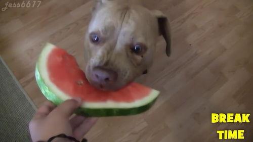 带你吃瓜凶狗视频,惊险一幕!带你直击“带你吃瓜凶狗”视频现场