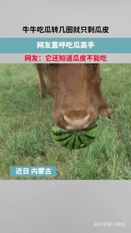 牛牛瓜怎么吃,解锁美味新体验