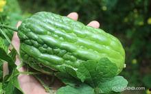 方瓜叶子怎样吃最好,最佳食用方法大盘点