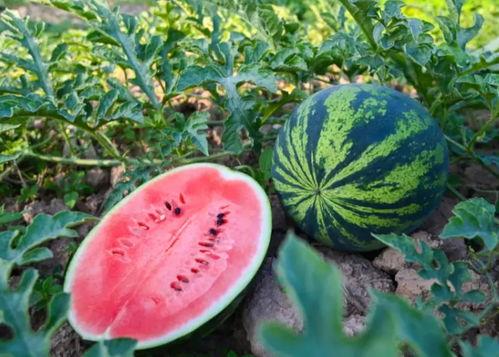 夏天吃瓜社区,瓜香四溢——夏天吃瓜社区欢乐盛夏攻略