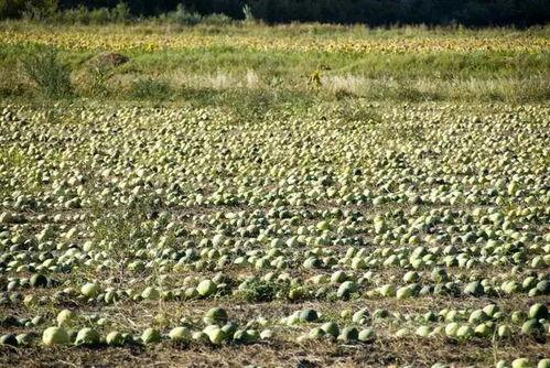 吃瓜的张总,揭秘娱乐圈幕后风云