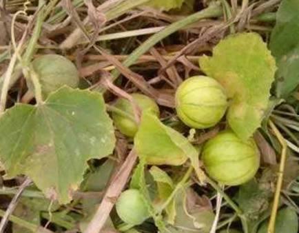 巧儿的吃瓜视频