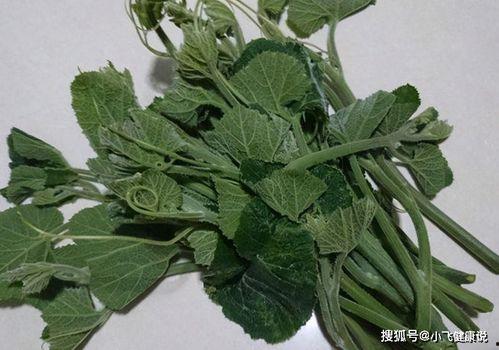 吃瓜尖有什么好处,吃瓜尖的五大益处揭秘