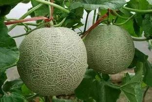 烟台摩友吃瓜,一场“吃瓜”引发的骑行文化探讨