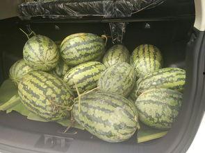 跳楼搬凳子吃瓜,一场另类娱乐的狂欢