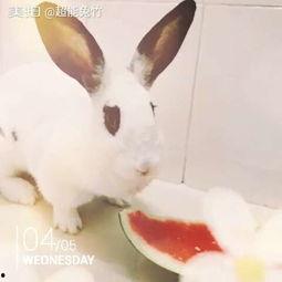 吃瓜可可兔,揭秘娱乐圈的甜蜜瓜田