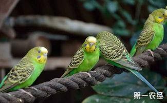 鹦鹉可以吃瓢瓜,揭秘它们对瓢瓜的喜爱之谜