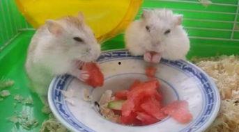 卧槽吃瓜视频大全,揭秘娱乐圈幕后真相