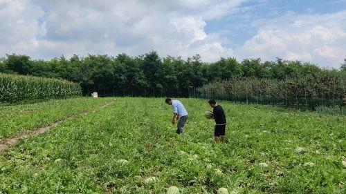旬邑县吃瓜,探寻当地特色美食之旅
