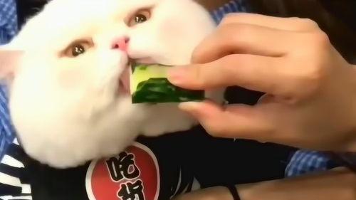 喵吃瓜喵喵瓜,揭秘猫咪的“八卦”世界