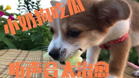 狗吃瓜的文案,揭秘狗狗的瓜果盛宴