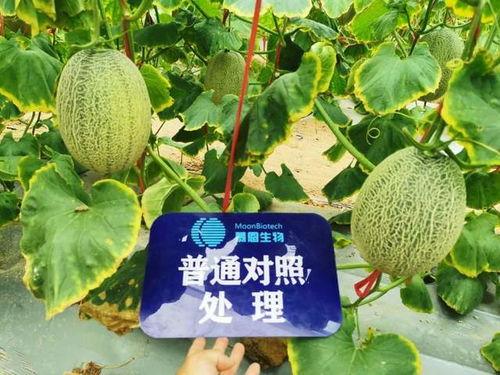 锦霖吃瓜后续