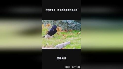 搞笑的乌鸦吃瓜